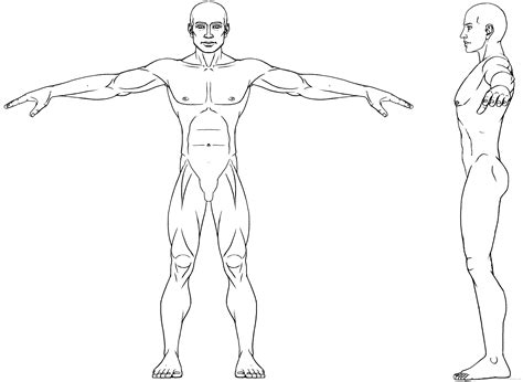 Body Ref Drawing Cartoon Body Human Body Drawing Blueprints