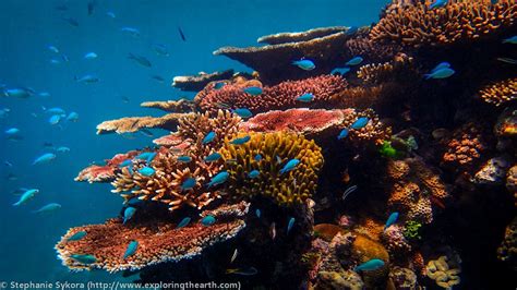 Australia Great Barrier Reef Queensland Fish Coral Underwater