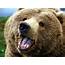 Grizzly Bear Widescreen Photo  Free Images At Clkercom Vector Clip