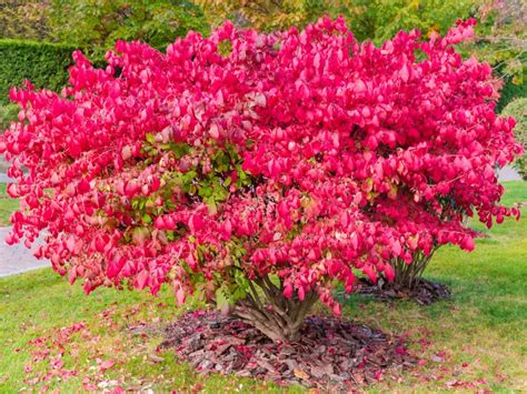 Burning Bush Insect Pests How To Identify And Treat Bugs That Eat
