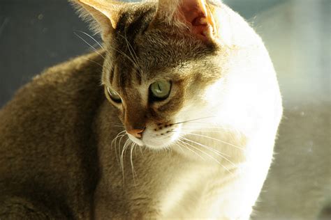 singapura cat breed information  personality pawesome cats