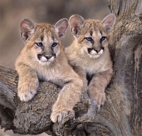 Sweet Baby Mountain Lion Cubs Rhardcoreaww