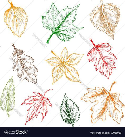Trees And Plants Leaves Pencil Sketch Set Vector Image