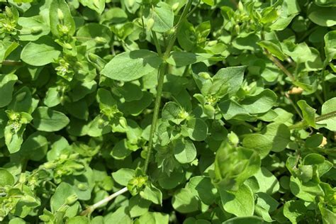 Common Chickweed Extension Service West Virginia