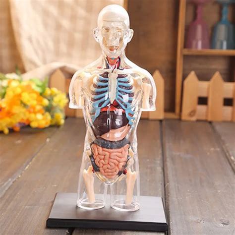 Pcs Assemble D Human Torso Body Model Anatomical Anatomy Of Organs My