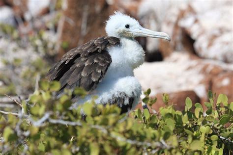 Baby Frigatebird Galapagos Seymour Reto Leuenberger Flickr