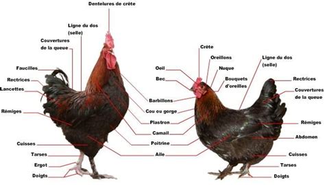 Anatomie De La Poule Et Du Coq Mieux Comprendre Vlr Eng Br