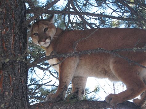Mystery Cats Usa Michigan 12 Confirmed Cougar Sightings In 2020