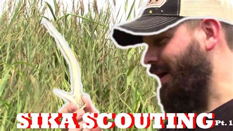 Public Land Sika Deer Scouting Pt1 Scouting The
