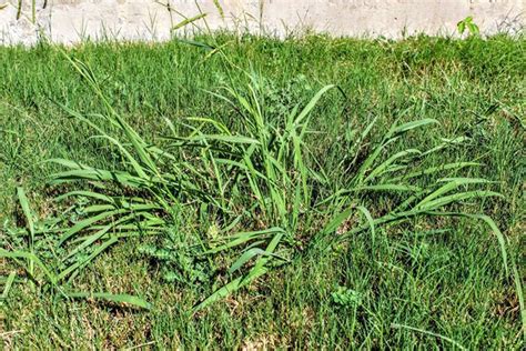Johnson Grass Vs Crabgrass Detailed Comparison For Both