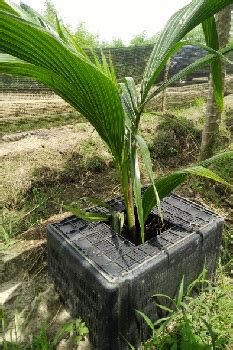 Baik faktor dari luar maupun dari tanaman kelapa sawit itu sendiri. Anim Agro Technology: TANAM KELAPA - GUNA BAKUL PLASTIK