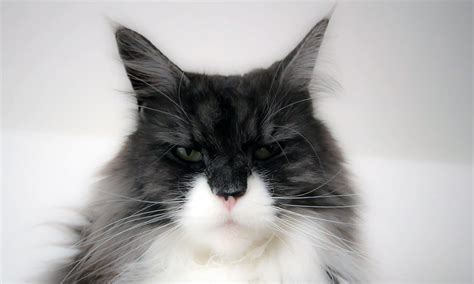 Free Download Black White Long Fur Cat Black And White Fur Cat