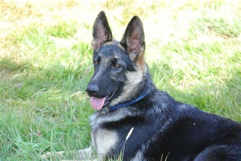 Akc German Shepherd Female For Sale In Knab Washington Classified