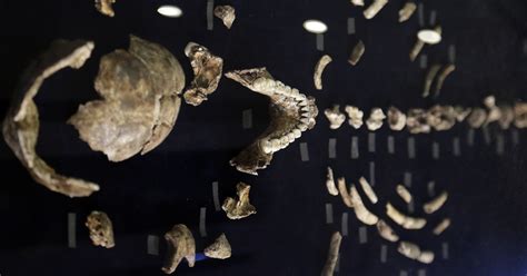 Mind Blown Is Human Ancestor Discovery The Long Sought Missing Link