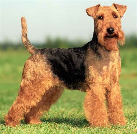Terriers List Of All Terrier Dog Breeds K9 Research Lab