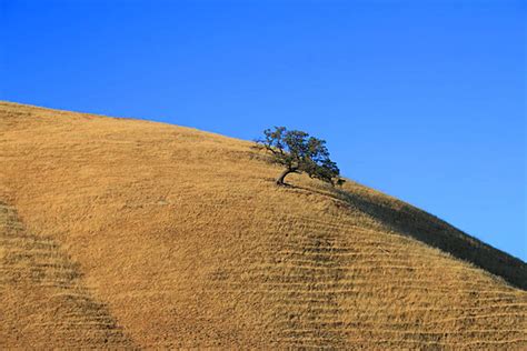A Giant Tree At The Hilltop Hillside Natural Shade Vector Hillside