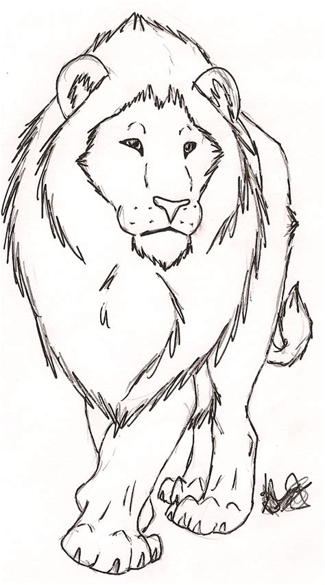 Lioness Drawing At Getdrawings Free Download