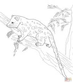Spotted Tail Quoll Coloring Page Free Printable Coloring Pages