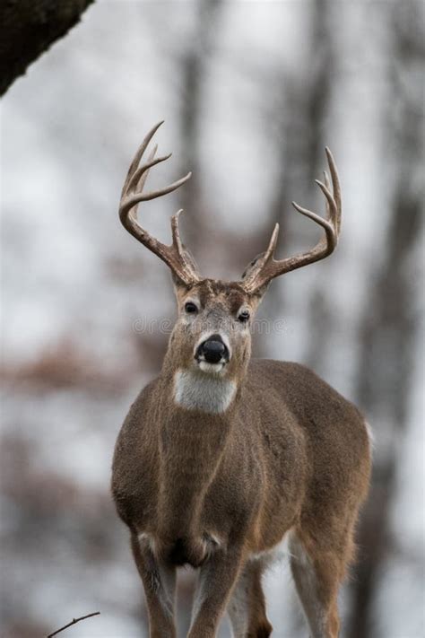 Whitetailed Deer Buck Stock Photo Image Of Animals 119807244