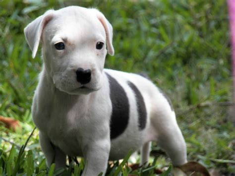 69 Pitbull Bull Terrier Puppies Image Bleumoonproductions