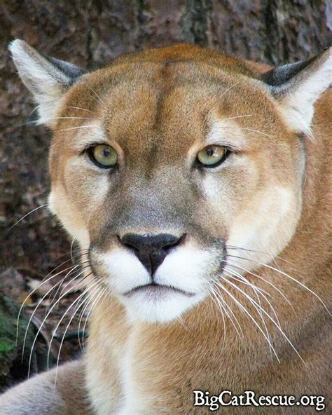 What makes us different is we are * big cat rescue is dedicated entirely to abused and abandoned big cats and focused on ending th. Cody - Big Cat Rescue, Tampa, Florida. | Big cat rescue ...