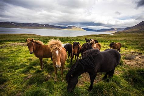 Icelandic Horses Photo By Dean Chytraus — National Geographic Your Shot