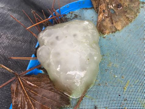 What Is This Clearly An Egg Sack Found In The Same Batch Of Water As