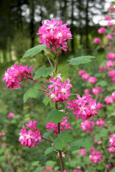 The Wild Garden Hansens Northwest Native Plant Database Plants