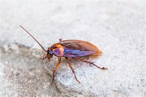 Maybe you would like to learn more about one of these? Roach Pest Control | Texas A-1 Pest Control