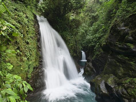Wallpaper Forest Waterfall River Rocks Jungle Stream Rainforest