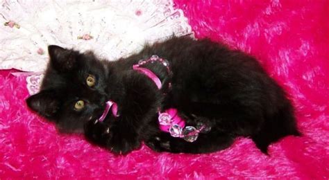 8 Popular Black Cat Breeds With Pics Find Out Your Favorite Type Today