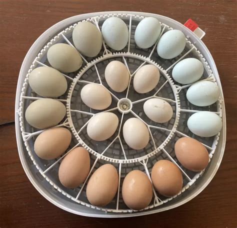 Fresh Transylvania Naked Neck Turken Hatching Eggs Picclick