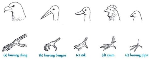 Kelas Aves Burung Pengertian Ciri Ciri Reproduksi Contoh