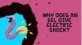 Interesting Facts About Electric Eels Photos