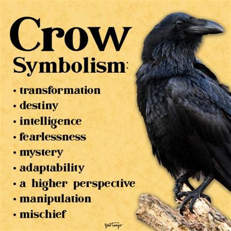 Do Crows Symbolize Death Nature Blog Network