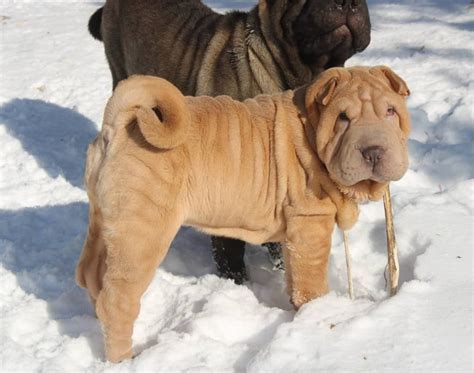 16 Facts About Raising And Training Shar Peis Page 5 Of 6 Pettime