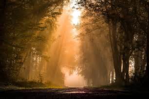 Road Forest Plants Sun Rays Mist Nature Trees Hd