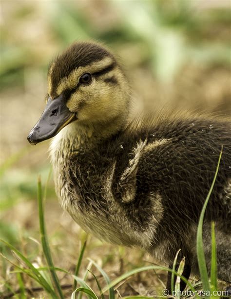 Baby Ducklings At Leeds Castle Photorasa Free Hd Photos