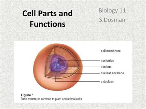 May 29, 2014 · a cell is a tiny mass of protoplasm which is surrounded by a membrane and is capable of performing all function of life. PPT - Cell Parts and Functions PowerPoint Presentation ...