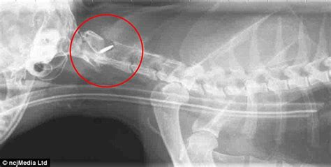 Cats need proper medical attention too, just like us. Pet cat paralysed and left with eight stitches after ...