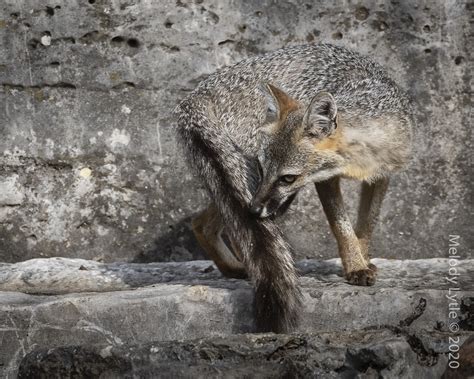 Gray Fox Nursing Female Urocyon Cinereoargenteus Theile Flickr