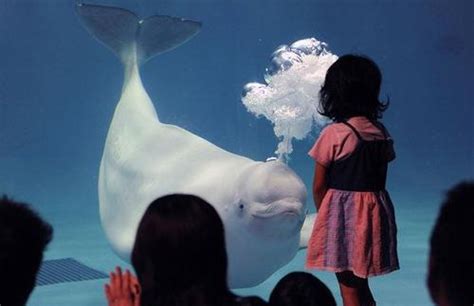 Bubble Blowing Beluga Whales Delight Visitors Book Review And Ratings