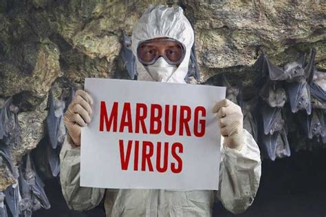 Marburg virus disease is a highly virulent disease that causes haemorrhagic fever, with a fatality ratio of up to 88%. 4 Virus Mematikan Yang Pernah Terjadi Di Dunia | Literasi ...