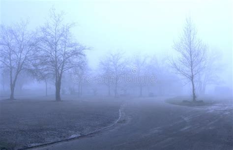 Winter Trees In Fog Stock Photo Image Of Beauty Appealing 7088666
