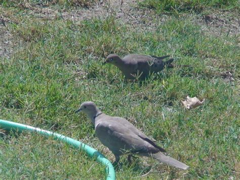 Two Dove Species A Mourning Dove And A Eurasian Collared Dove