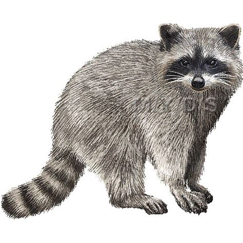 Raccoon Clipart Clip Art Library