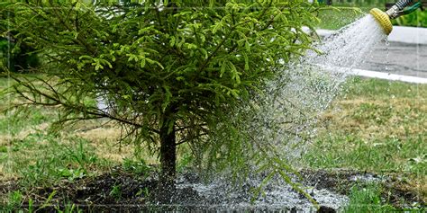 How To Water New Trees Shrubs And Perennials In July Carolina