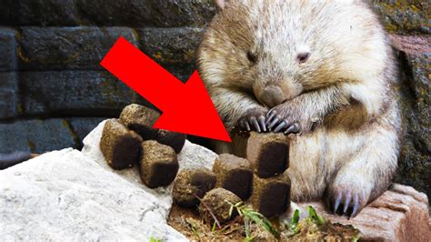 Wombats Poo Is Cubed And They Stack It Interesting Animal Facts Youtube