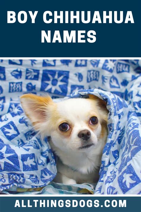 59 Names For Dogs Chihuahua Image Bleumoonproductions