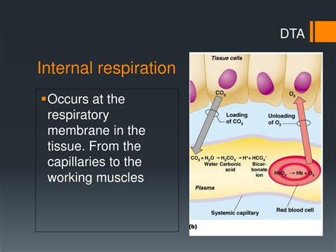 Ppt Gas Exchange Internal And External Respiration Powerpoint